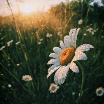 white daisy flowers
