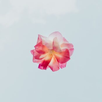 red and white petaled flower close-up photography