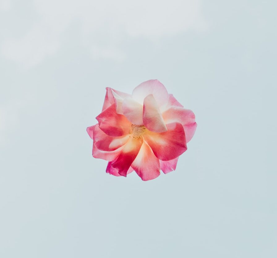 red and white petaled flower close-up photography