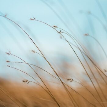 focus photography of brown plants