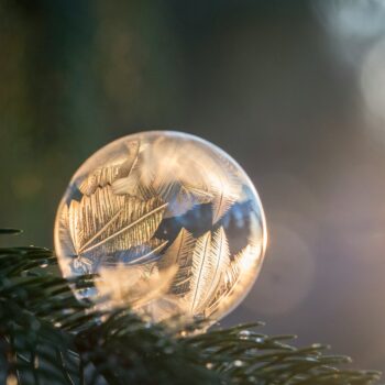 selective focus photography of frozen bubble on pine tree branch during daytime
