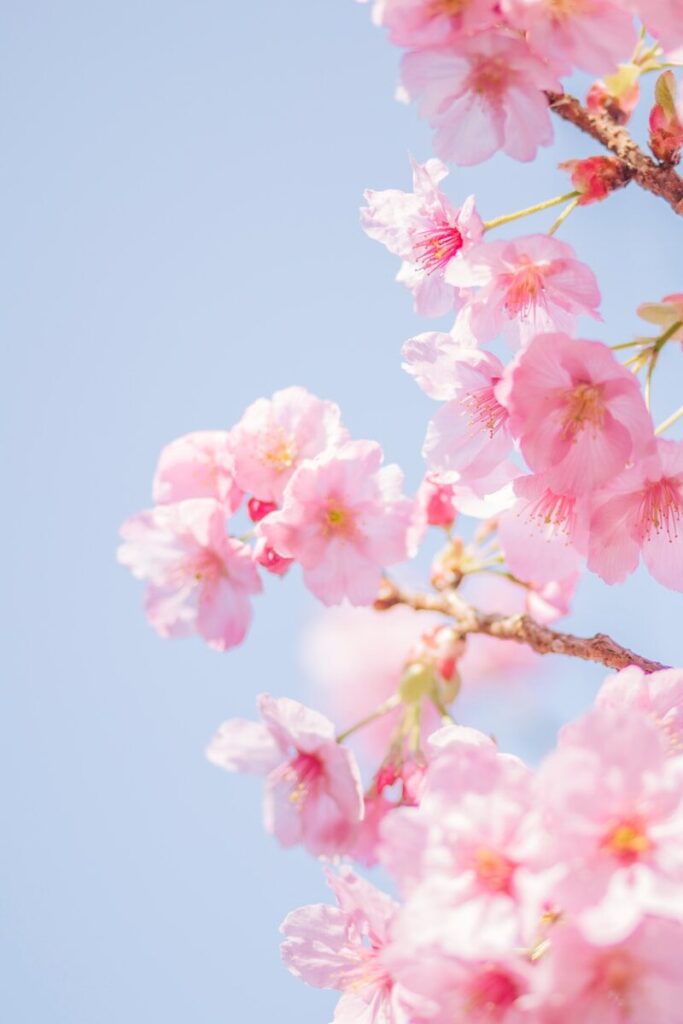 pink cherry blossom in close up photography
